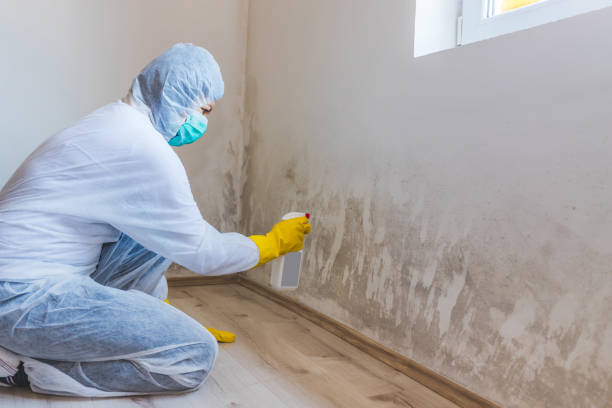 Licensed Basement Mold Remediation service in Scotts, MI - WQB Mold Removal