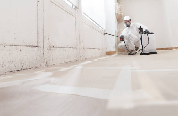 24/7 Emergency Basement Mold Remediation experts in Scotts, MI