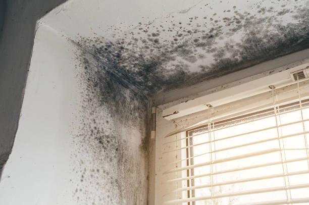 Affordable Basement Mold Remediation solutions in Scotts, MI